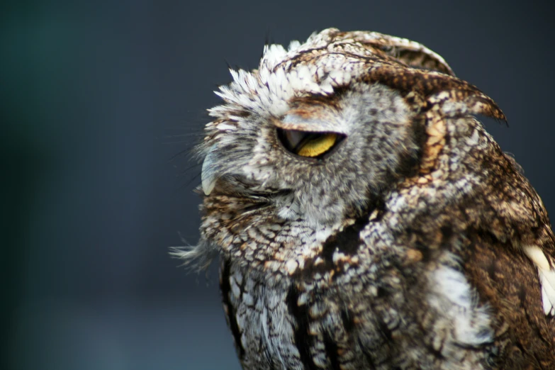 an owl looks forward as it sits on top of a post