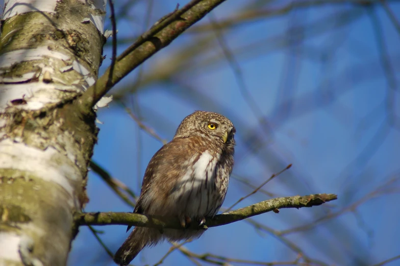 a brown owl perched on top of a tree nch