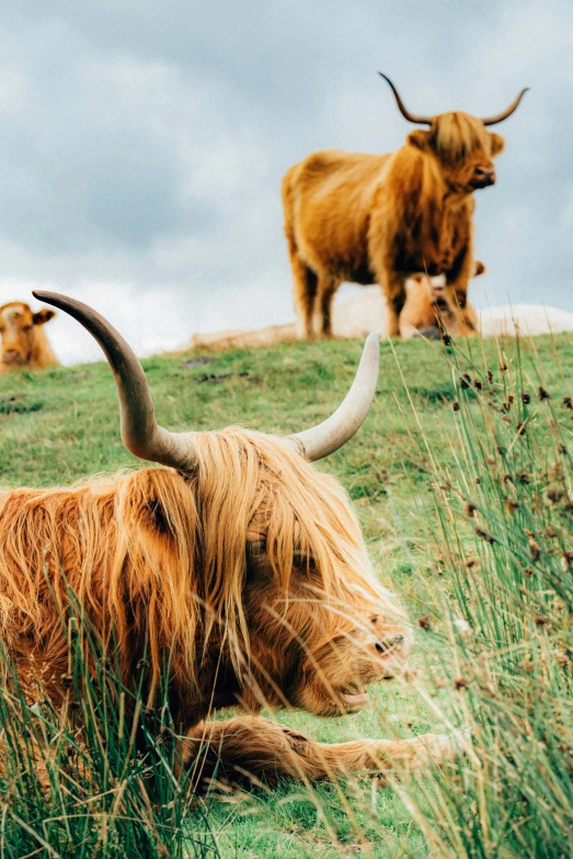 highland cattle grazing on a grassy hillside beneath a cloudy sky