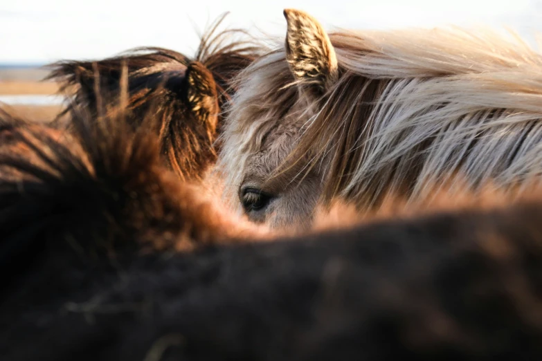 two cows with long hair staring at the camera