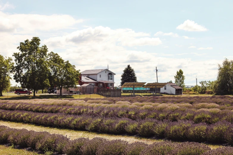 several houses in the background with a lavender field