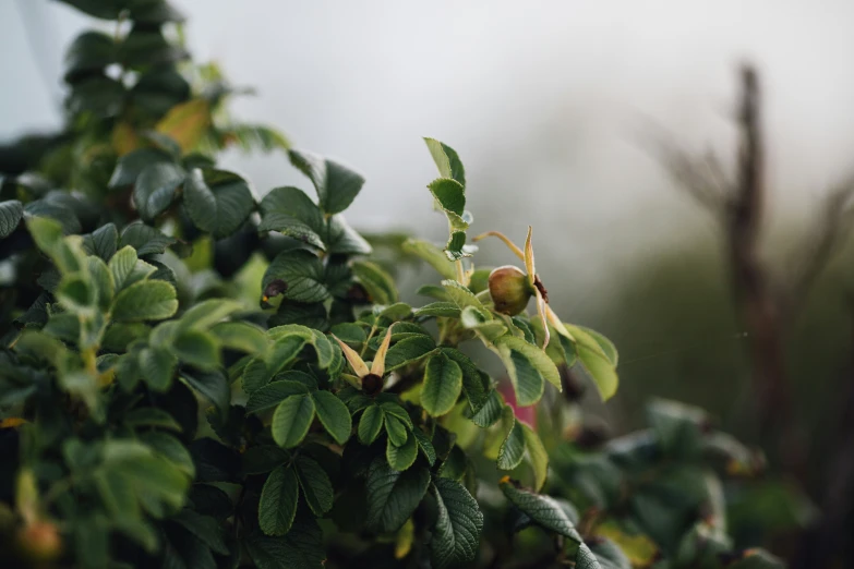 a green bush filled with lots of leaves