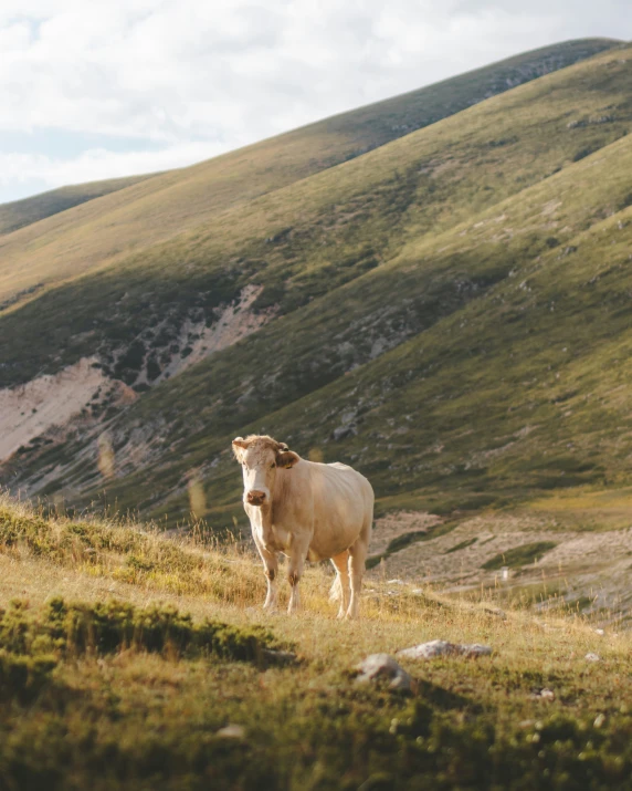 white bull in a valley with green hills and sky