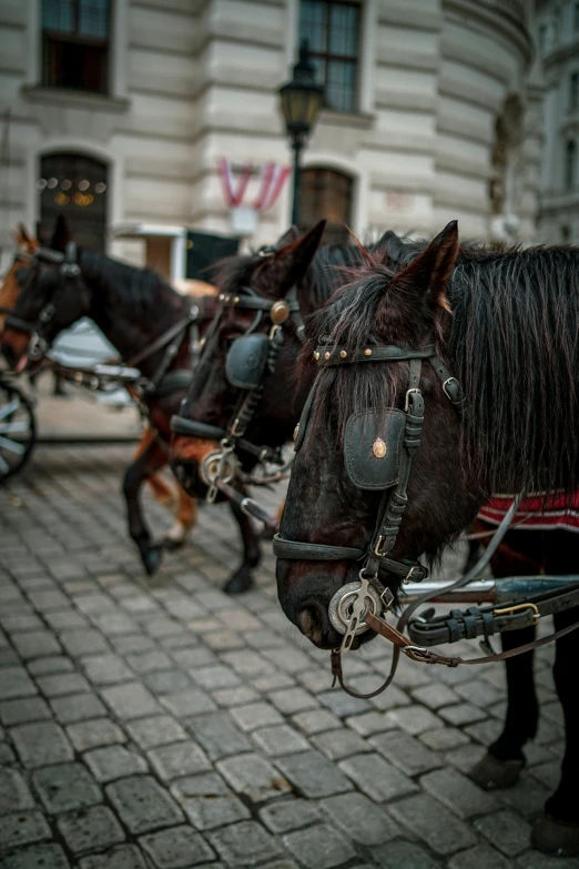 horses with harnesses on walking down a brick street