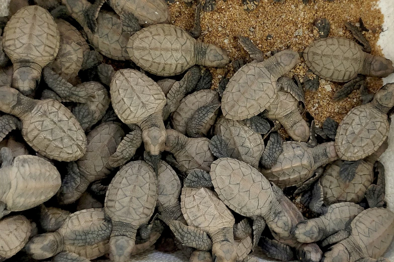 a box full of small baby turtle babies