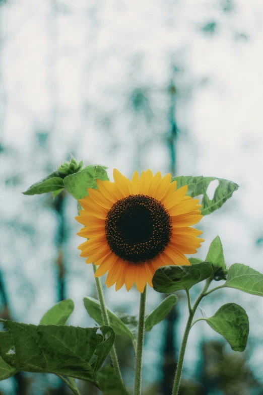 a big pretty sunflower in front of some trees