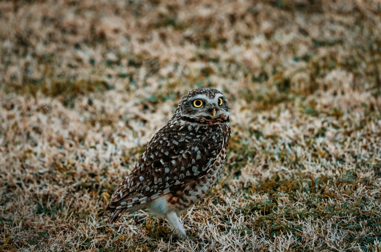 the small owl is walking around on the grass