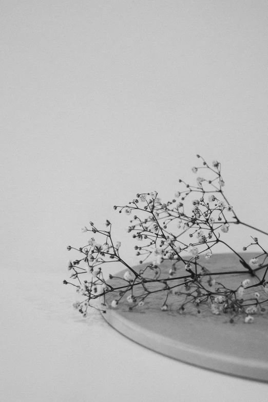 a bunch of small white flowers on a white plate