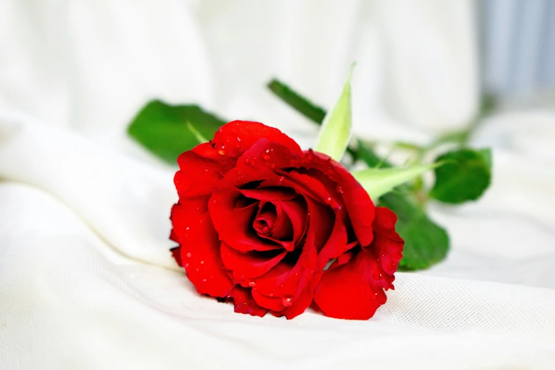 a rose is sitting on a bed, surrounded by water droplets