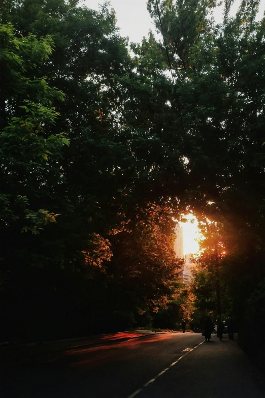 the sun peeking through the trees on a dark road