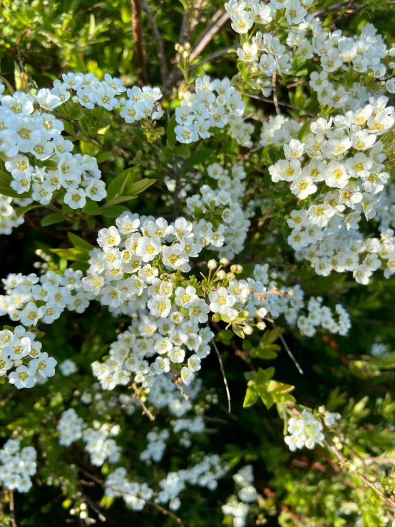 white flowers growing on the side of a forest