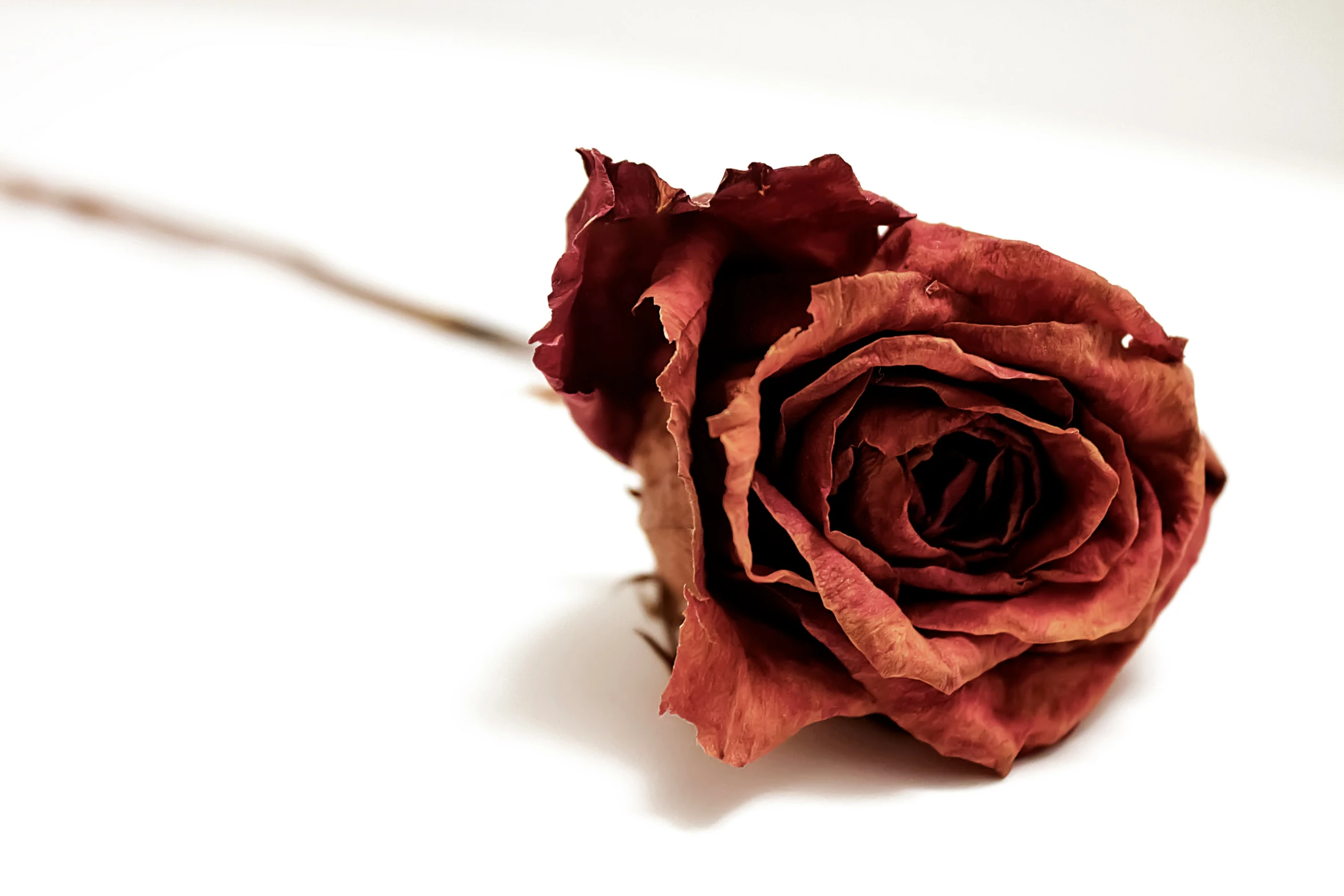 red rose sitting on white surface with long stem
