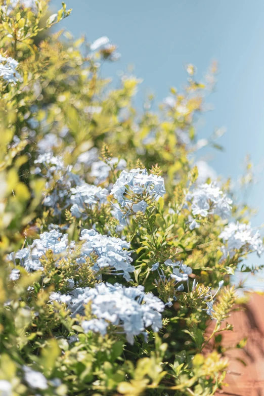 some very pretty blue flowers by some leaves