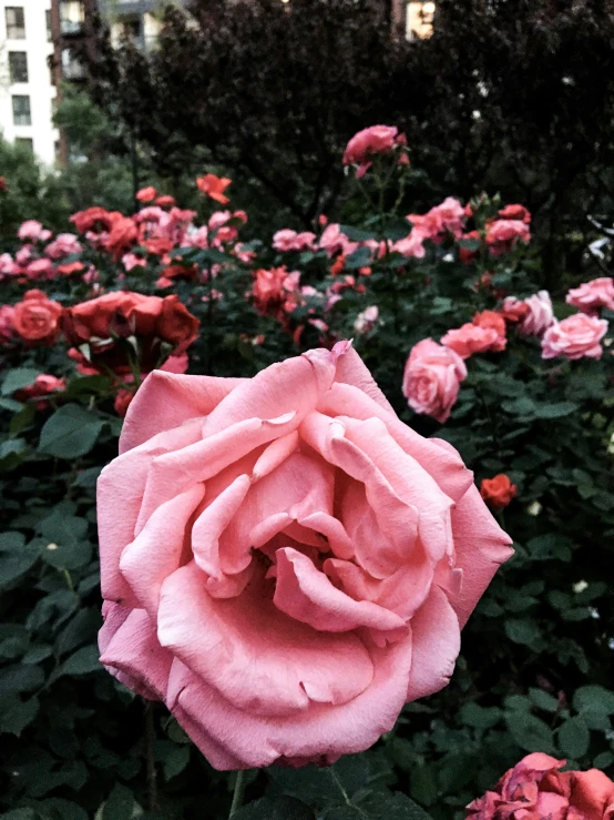 pink and orange flowers in bloom outside in the daytime