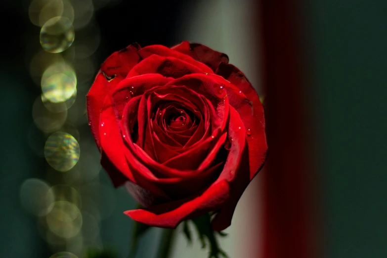 the rose is red and it looks like it has petals bloom