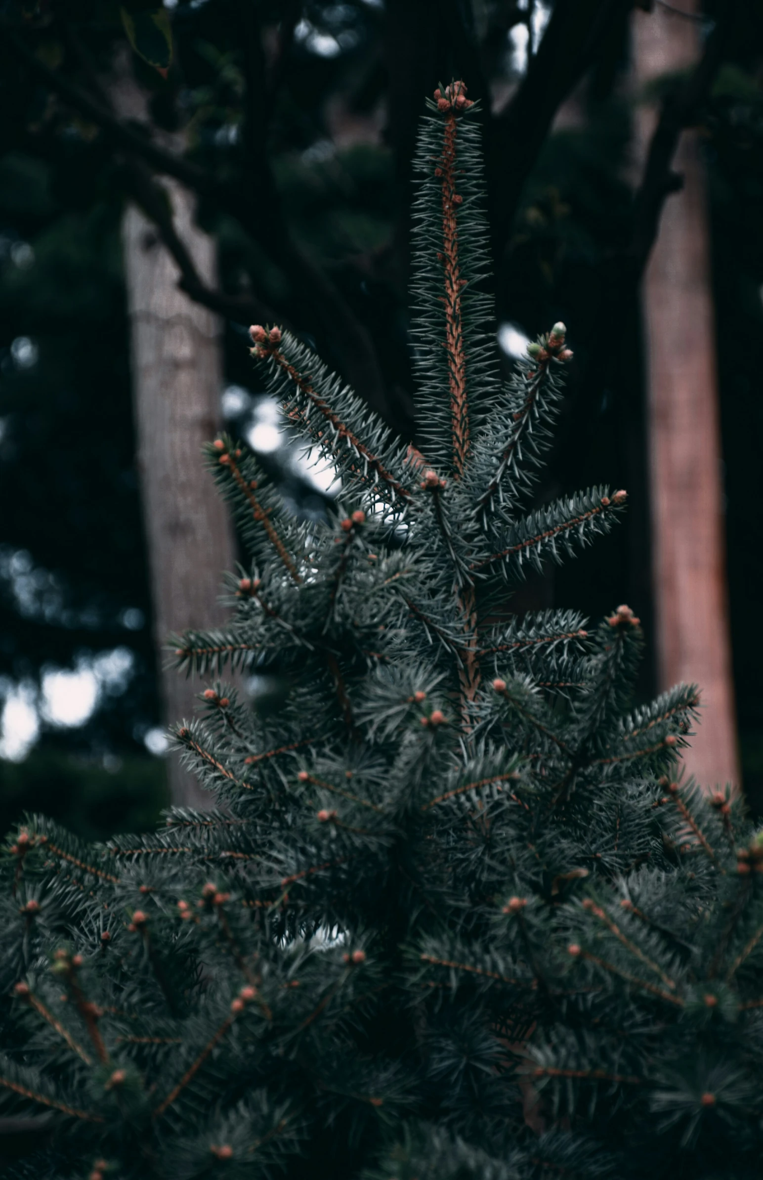 a pine tree with lots of needles is pictured