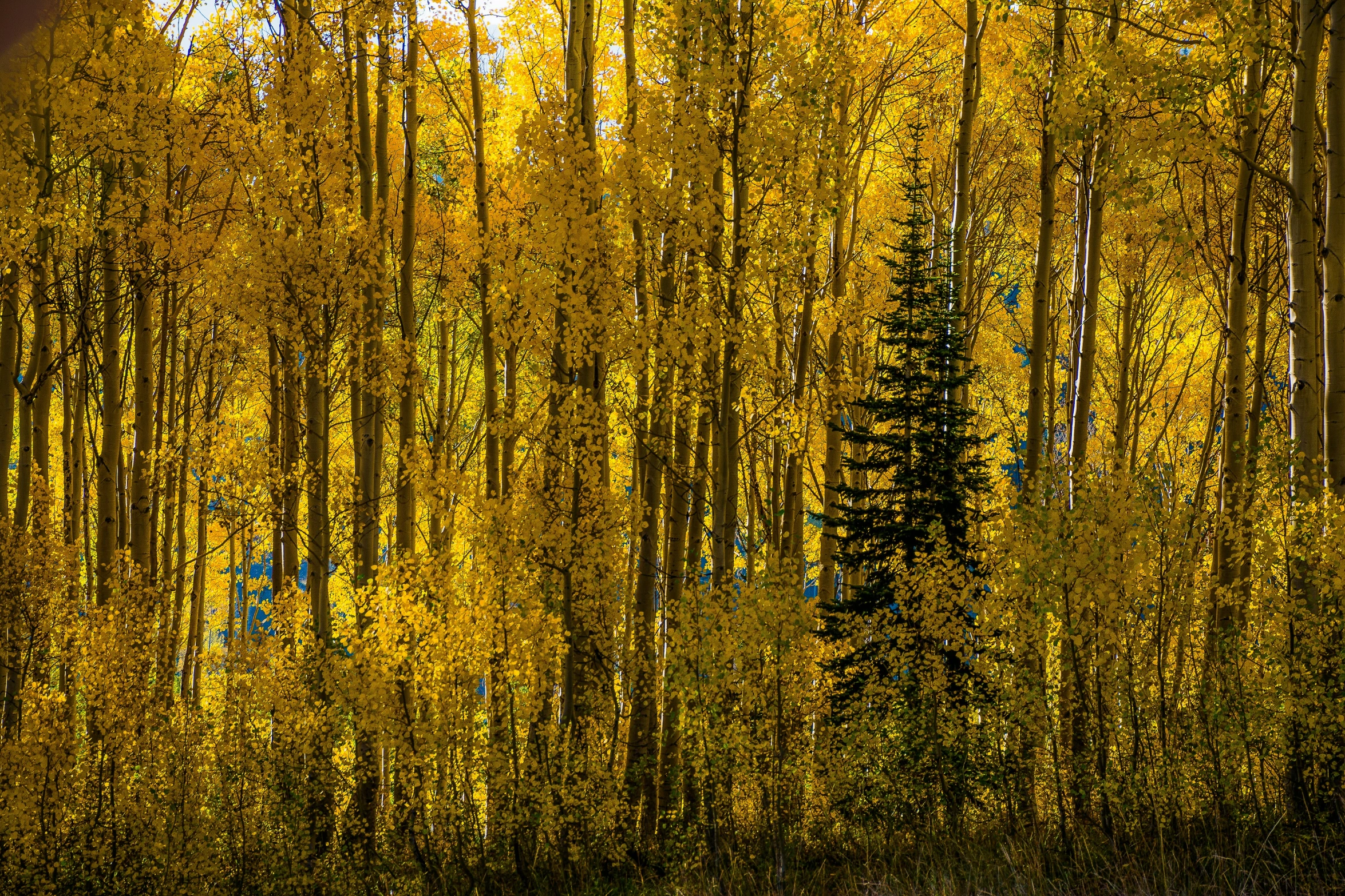 yellow trees in the sunlight with a green field and trees