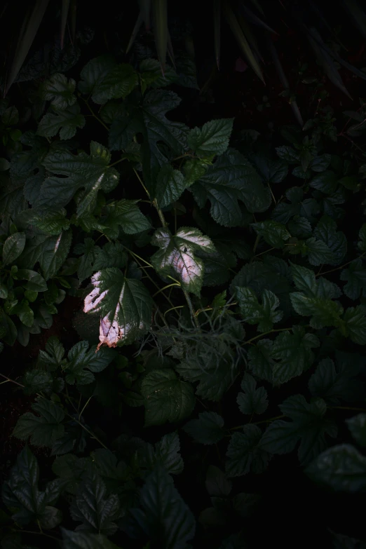 several white flowers growing out of the ground