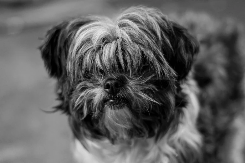 a dog with hair is sitting down