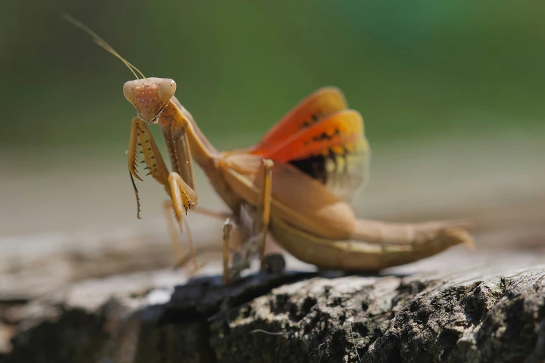 a praying mantisser on the back of a persons shoe