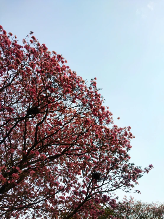 an airplane flying over a red tree with pink flowers