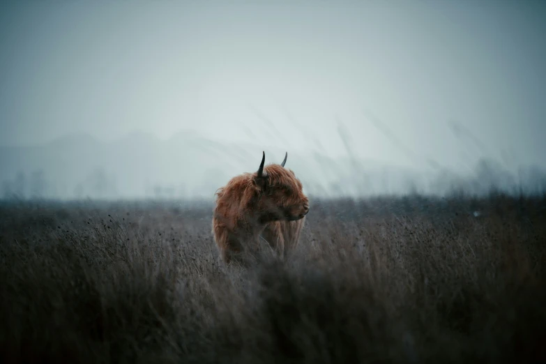 a bull walking in tall grass in a field