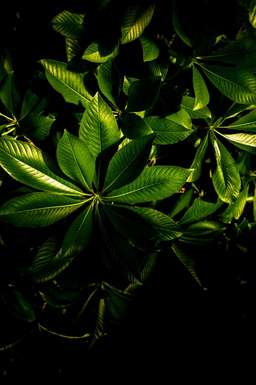 green leaves in the sun shining brightly