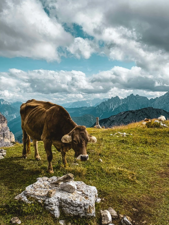 a cow is standing in the grass looking at soing