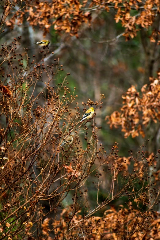 two yellow and gray birds sitting on top of nches