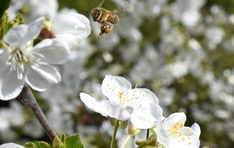 a bee is flying near some white flowers