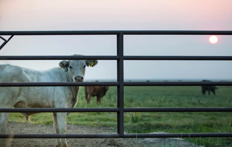 a white cow in an enclosure with other cows