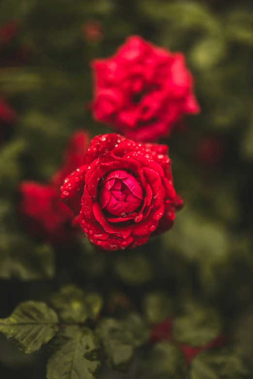 two red roses blooming in a bush outside