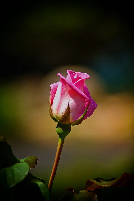 closeup of a pink rose bud with blurred background
