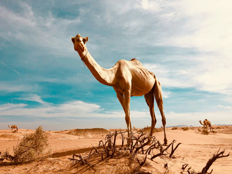 a desert scene with a camel in the foreground