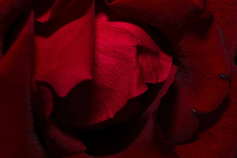 a close up image of a red rose flower