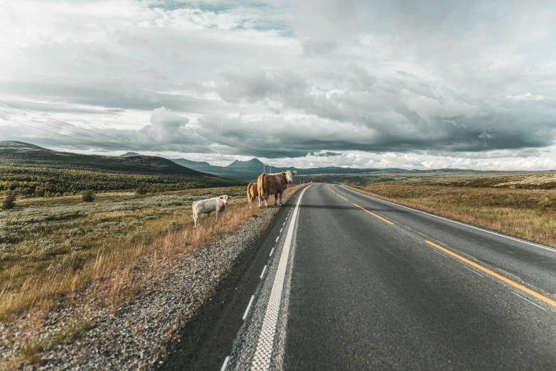 cows and sheep standing along the road next to each other