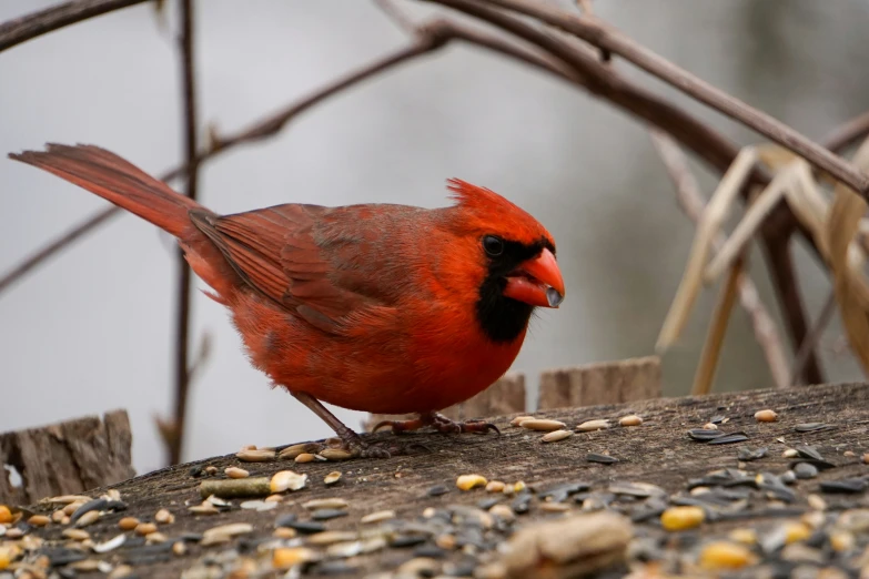 a red bird sits on a tree nch