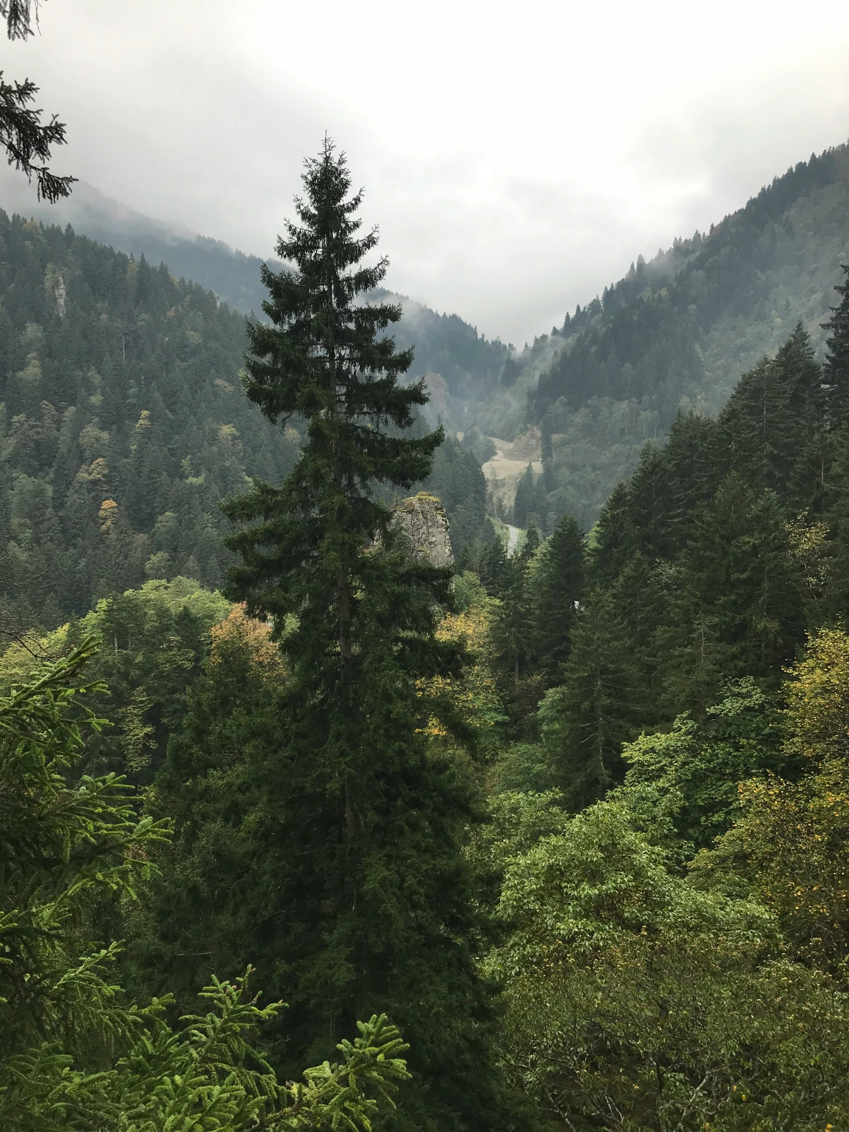 trees in the distance along side of mountains