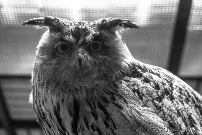 the head and shoulders of an owl looking sideways