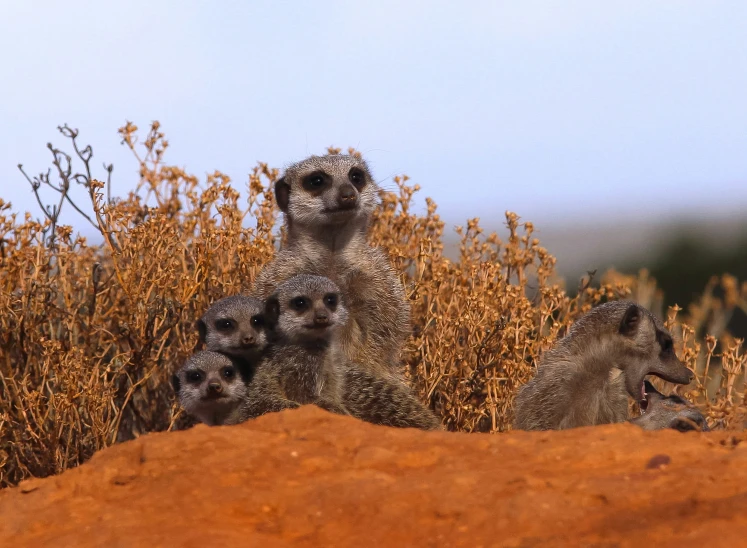 an adorable group of baby meerkats poke their heads out from behind some brush