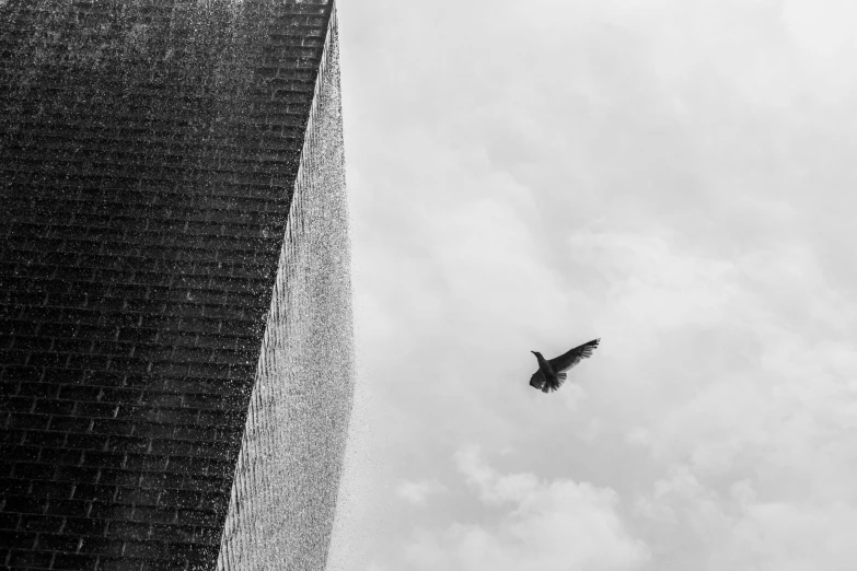 a black and white picture with a bird flying up to the sky