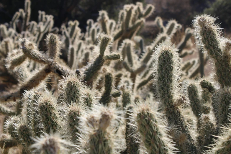 some cactus trees with long leaves and small flowers