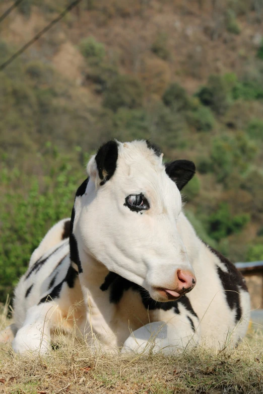 the black and white cow lies on the grass