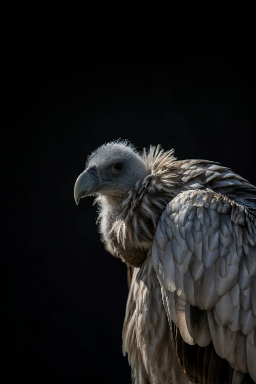 a bird that is sitting down with its wings spread