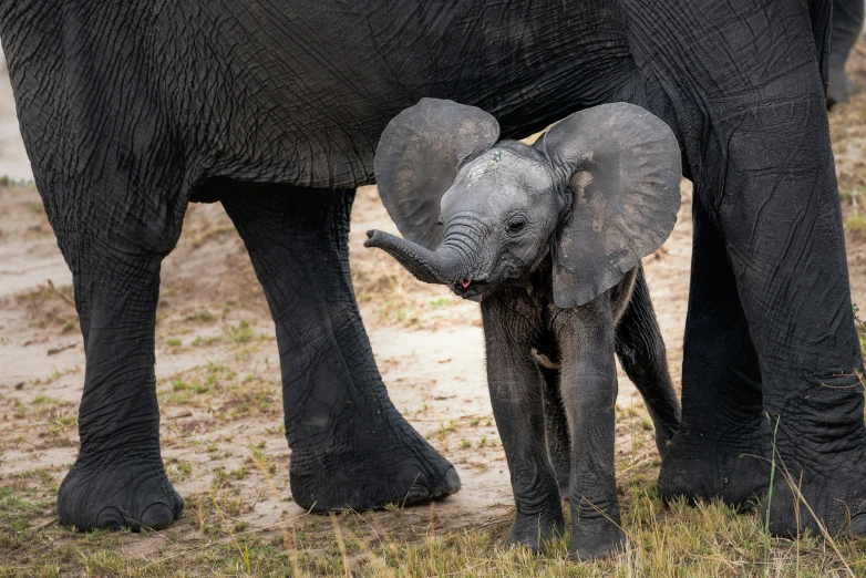 a very large elephant with a little one