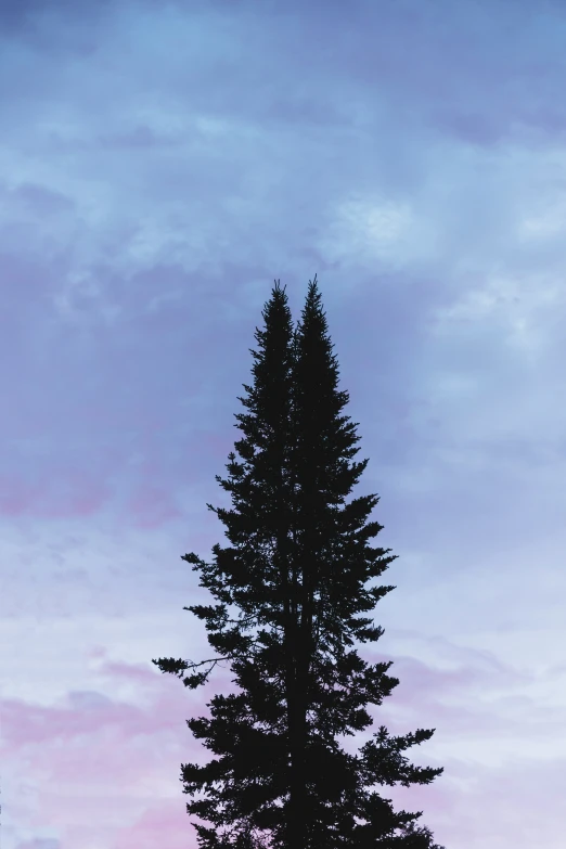 a tall pine is on the top of a tower