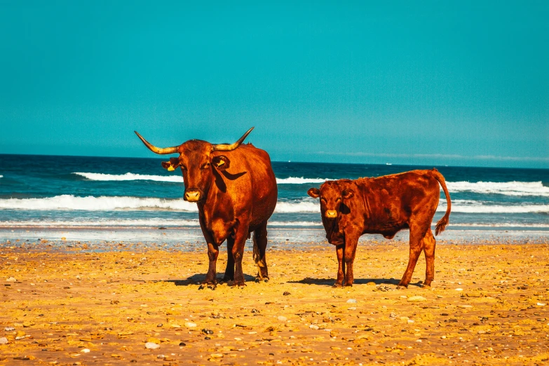 two cows on a sandy beach near the ocean