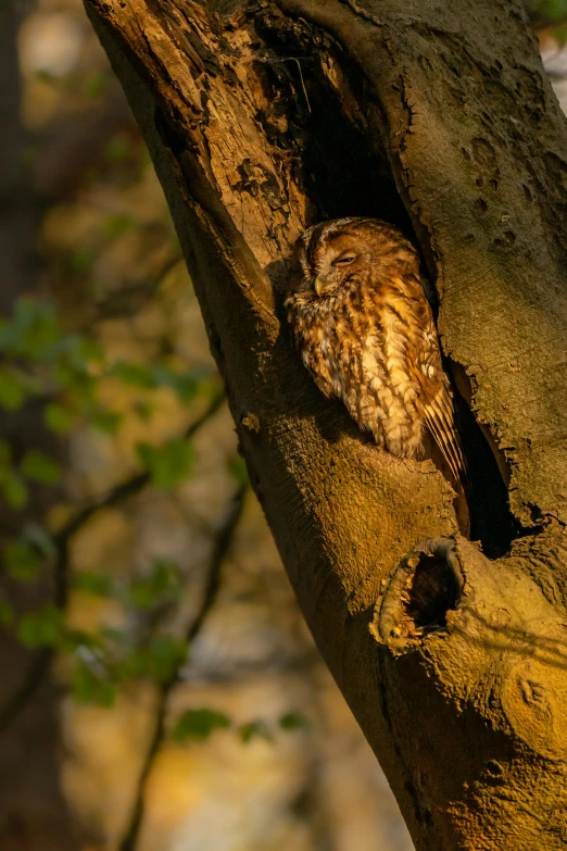 an owl sitting in the middle of a tree