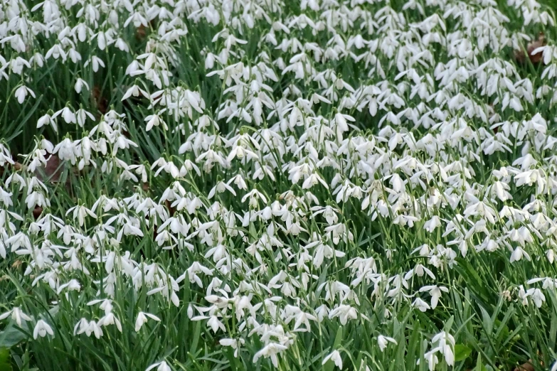 a bunch of white flowers are on a hill