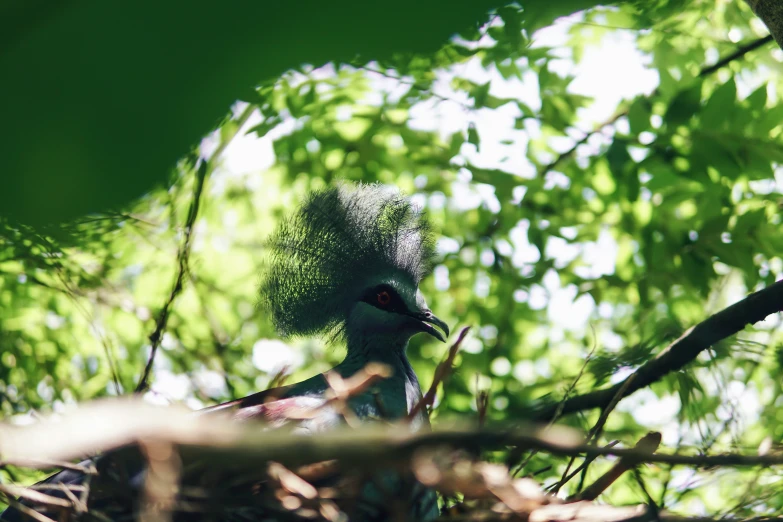 a bird stands in the midst of some green leaves